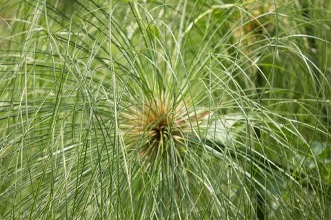 Green Small Leaf of Papyrus tree. Stock Photos