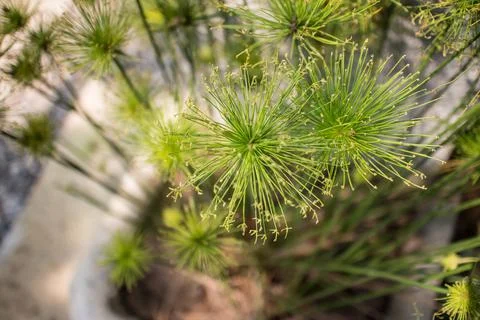 Green Small Leaf of Papyrus tree. Stock Photos