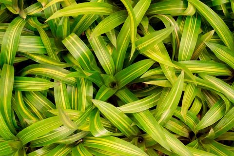 Green small leave as the background Stock Photos
