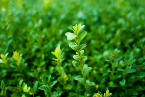 Green small leaves with raindrops Stock Photos