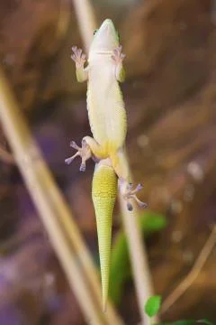 Green small lizard close up macro Stock Photos