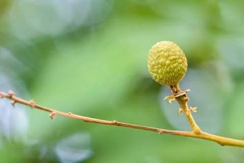 Green small longan fruit Foto stock