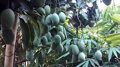 Green small mangoes on the tree Video stock 119143136