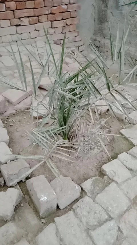 Green Small palm tree Stock Footage 322039736