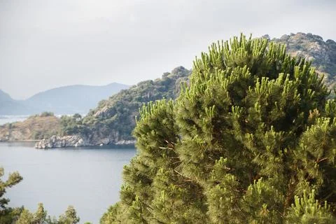 Green small pine trees with fresh shoots in spring or summer. Dense thickets of Stock Photos