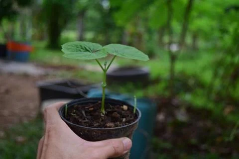 Green small plant Stock Photos