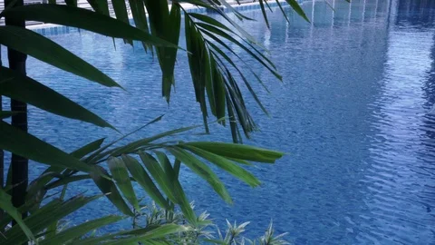 Green small plants on a background of a large pool. Green bushes. Video stock 118593976