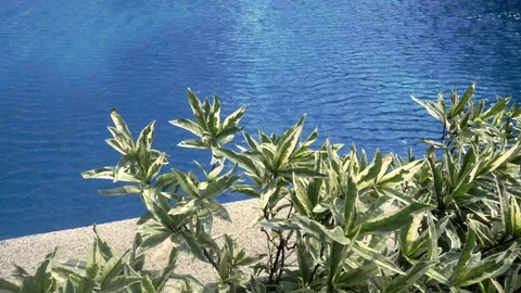 Green small plants on a background of a large pool. Green bushes. Vídeo Stock 118594003