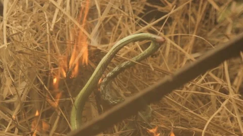 A green small snake being burned alive by a small fire in a haystack while a Stock Footage 96586637