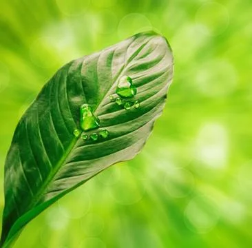 Green small step Stock Photos