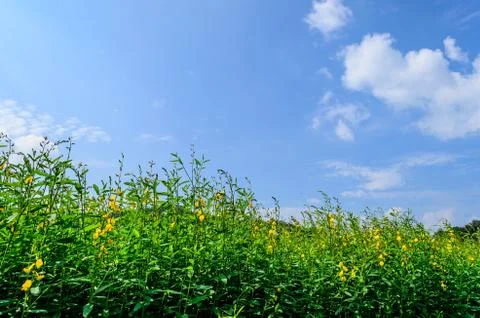 Green small tree with blue sky. Stock Photos
