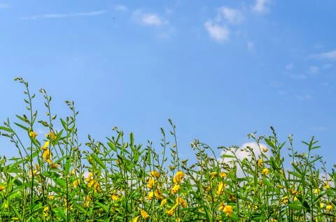 Green small tree on blue sky background Stock Photos