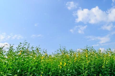 Green small tree over a blue sky background Photos