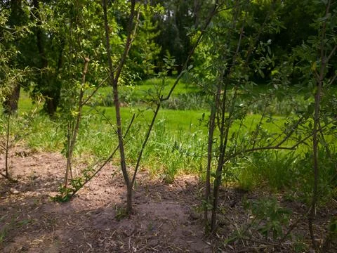 Green small trees Stock Photos