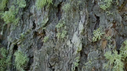 Green small weeds on the trunk of the big tree Stock Footage 93832552