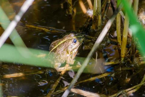 Green Smiling Frog Stockfoto's