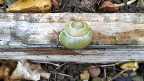 The green snail - 2 Stock Footage