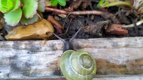 The green snail - 3 Video stock 110642998
