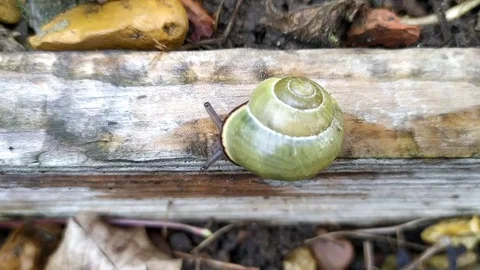 The green snail - 4 Video stock 110643161