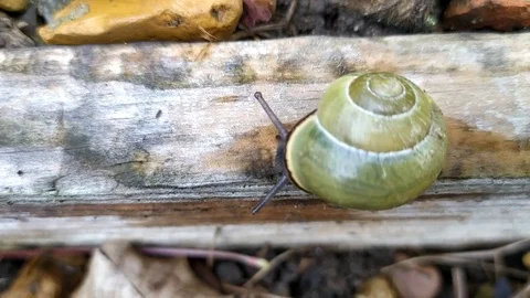 The green snail - 5 Video stock 110645391