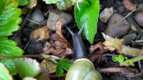 The green snail - 6 Video stock 110646599