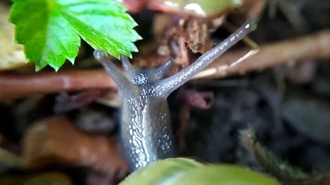 The green snail - 7 Video stock 110646879