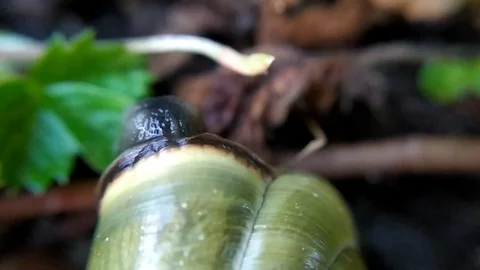 The green snail - 8 Video stock 110648444