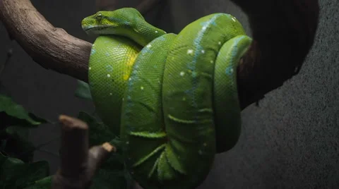 Green Snake From The Amazon Stock Footage 63894133