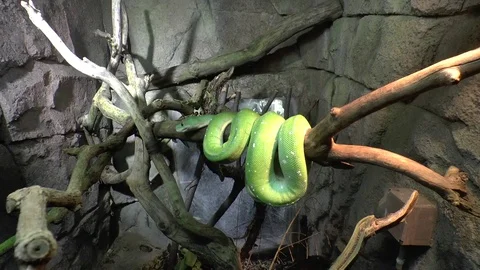 Green snake on branch. Green tree python Stock Footage 77188102