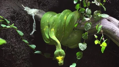 Green snake on a branch, ready to attack the prey Foto stock
