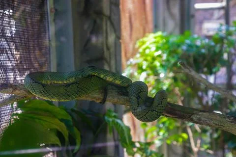 Green Snake in the cage 스톡 사진