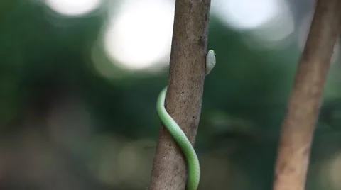 Green Snake climbing a tree. Vidéo 48639629