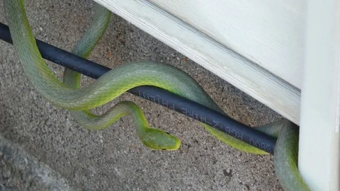 A green snake coiled around a cable TV wire looking like a dancer Stock Footage 107399764