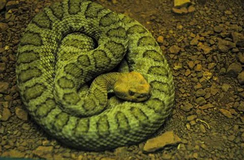 Green snake coiled up Stock Photos