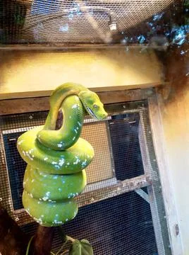The green snake is coiling around the tree trunk in the cage 스톡 사진