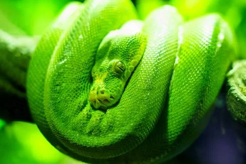 Green snake coiling resting on tree branch, Large-eyed Pit Viper or Trimeresu Stock Photos