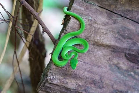 Green snake coiling resting on tree branch, Large-eyed Pit Viper or Trimere.. Stock Photos