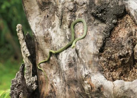 Green snake on dead tree Stock Photos