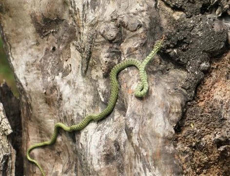Green snake on dead tree Stock Photos