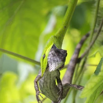 Green snake eats a lizard Foto stock
