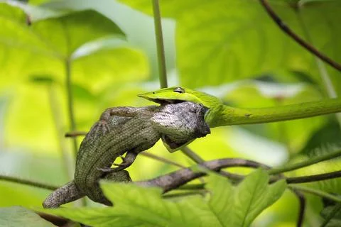 Green snake eats a lizard Stock Photos