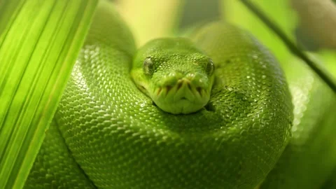 Green Snake 库存影片 205524708