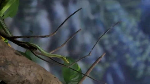 Green snake Stock Footage 250280344
