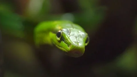 The green snake hides in the branches and sniffs the air, incredible wildlife Stock Footage 155392931