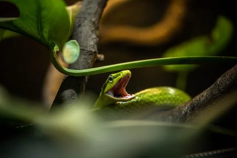 The green snake hisses in warning jaws, incredible wildlife Stock Photos