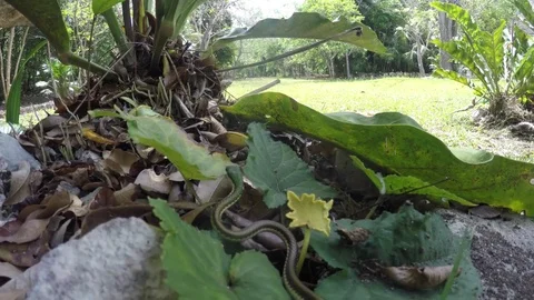 Green snake in the jungle floor Stock Footage 73642408