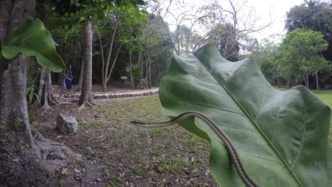 A green snake in the jungle floor Stock Footage 73650775