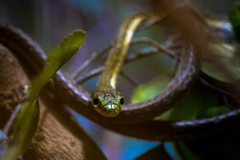 Green snake looking at camera Stock Photos