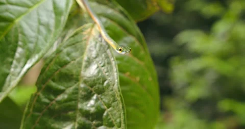 Green snake in motion: parrot snake shows expert arboreal skills in rainforest Stockbeeldmateriaal 312188336