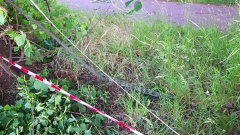 Green snake partially hidden in tall grass and foliage Stock Footage 337726197